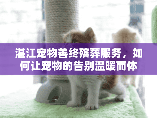 湛江宠物善终殡葬服务，如何让宠物的告别温暖而体面？