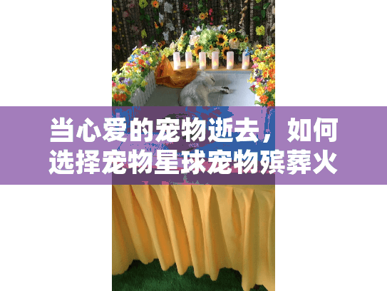 当心爱的宠物逝去，如何选择宠物星球宠物殡葬火化善终服务？