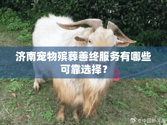 济南宠物殡葬善终服务有哪些可靠选择？