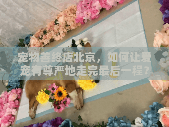 宠物善终店北京，如何让爱宠有尊严地走完最后一程？