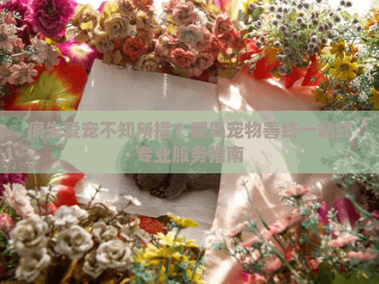痛失爱宠不知所措？暖岛宠物善终一站式专业服务指南