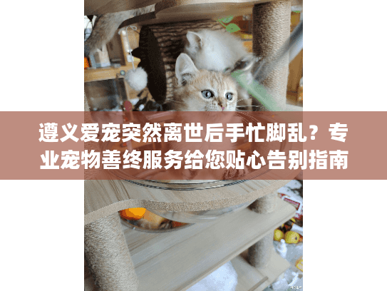 遵义爱宠突然离世后手忙脚乱？专业宠物善终服务给您贴心告别指南