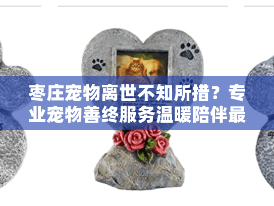 枣庄宠物离世不知所措？专业宠物善终服务温暖陪伴最后一程
