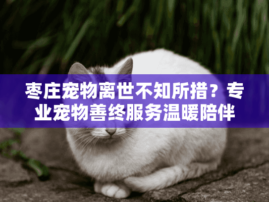 枣庄宠物离世不知所措？专业宠物善终服务温暖陪伴最后一程