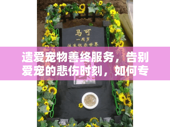 遗爱宠物善终服务，告别爱宠的悲伤时刻，如何专业应对？