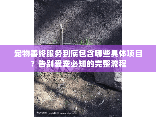 宠物善终服务到底包含哪些具体项目？告别爱宠必知的完整流程