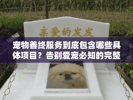 宠物善终服务到底包含哪些具体项目？告别爱宠必知的完整流程