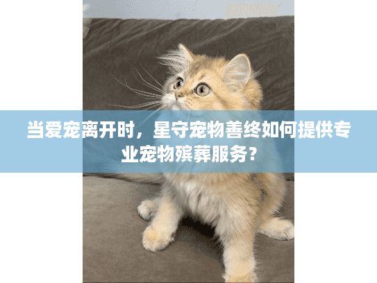 当爱宠离开时，星守宠物善终如何提供专业宠物殡葬服务？