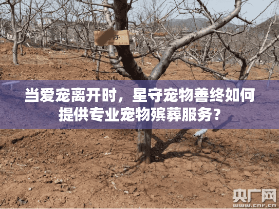 当爱宠离开时，星守宠物善终如何提供专业宠物殡葬服务？