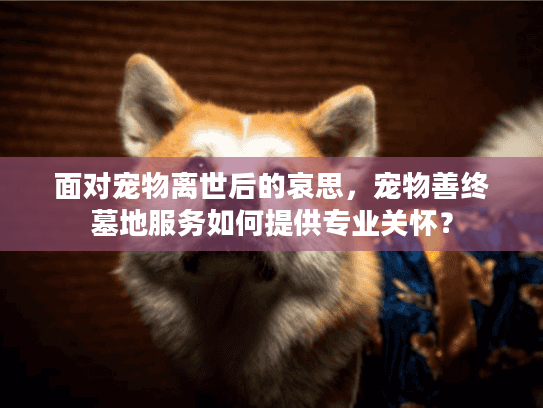 面对宠物离世后的哀思，宠物善终墓地服务如何提供专业关怀？