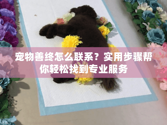 宠物善终怎么联系？实用步骤帮你轻松找到专业服务