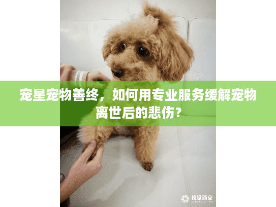 宠星宠物善终，如何用专业服务缓解宠物离世后的悲伤？