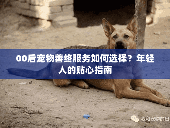 00后宠物善终服务如何选择？年轻人的贴心指南