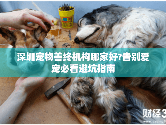 深圳宠物善终机构哪家好?告别爱宠必看避坑指南
