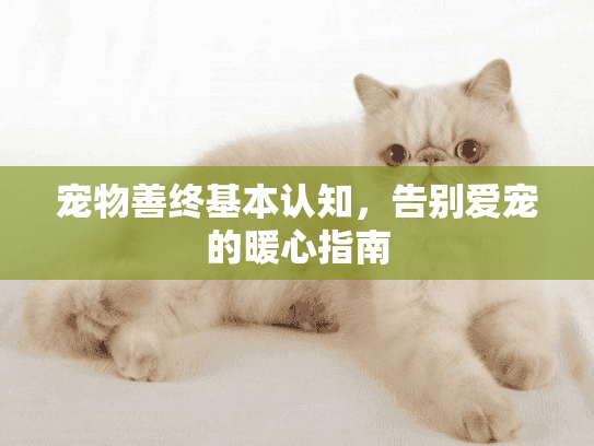 宠物善终基本认知，告别爱宠的暖心指南