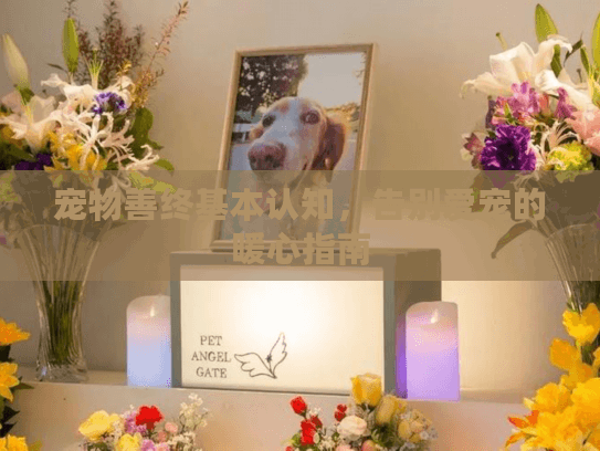 宠物善终基本认知，告别爱宠的暖心指南