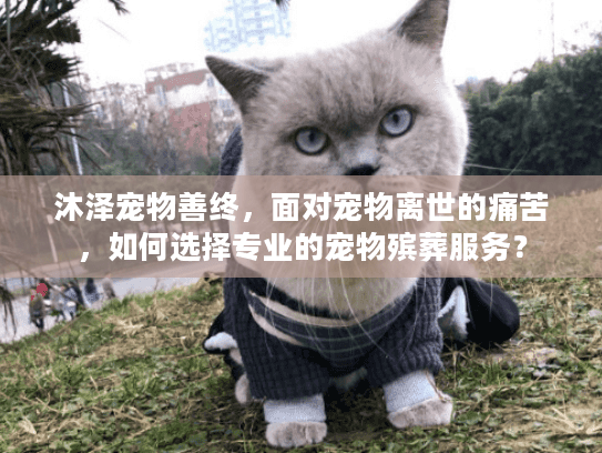 沐泽宠物善终，面对宠物离世的痛苦，如何选择专业的宠物殡葬服务？