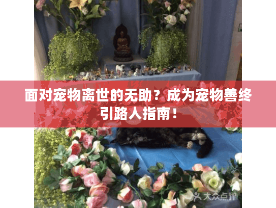 面对宠物离世的无助？成为宠物善终引路人指南！