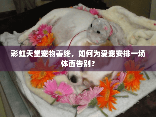 彩虹天堂宠物善终，如何为爱宠安排一场体面告别？