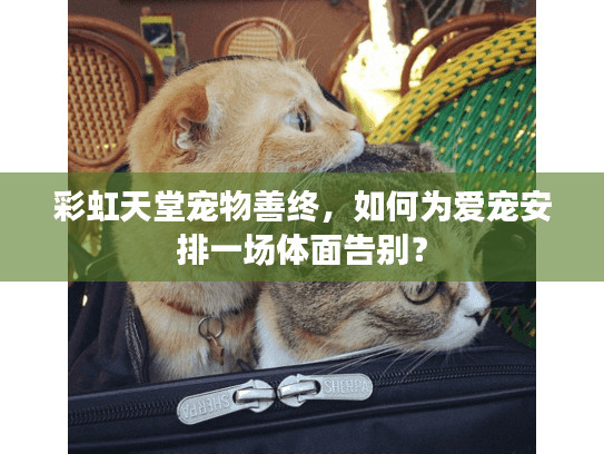 彩虹天堂宠物善终，如何为爱宠安排一场体面告别？