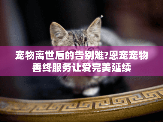 宠物离世后的告别难?恩宠宠物善终服务让爱完美延续