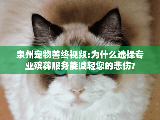泉州宠物善终视频:为什么选择专业殡葬服务能减轻您的悲伤?