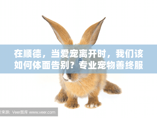 在顺德，当爱宠离开时，我们该如何体面告别？专业宠物善终服务指南