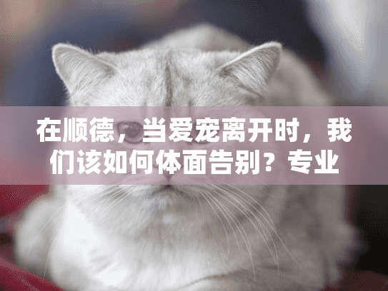 在顺德，当爱宠离开时，我们该如何体面告别？专业宠物善终服务指南