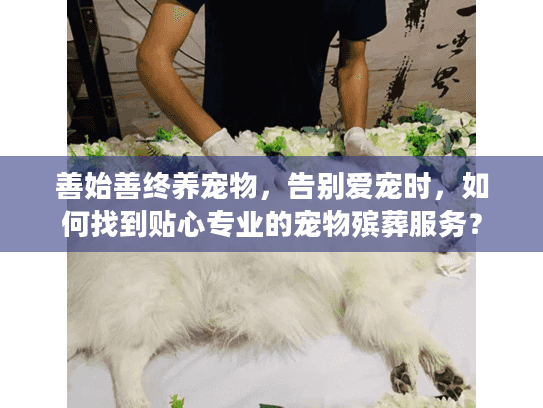 善始善终养宠物，告别爱宠时，如何找到贴心专业的宠物殡葬服务？