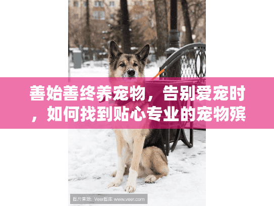 善始善终养宠物，告别爱宠时，如何找到贴心专业的宠物殡葬服务？