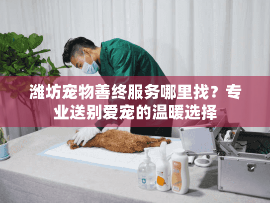潍坊宠物善终服务哪里找？专业送别爱宠的温暖选择
