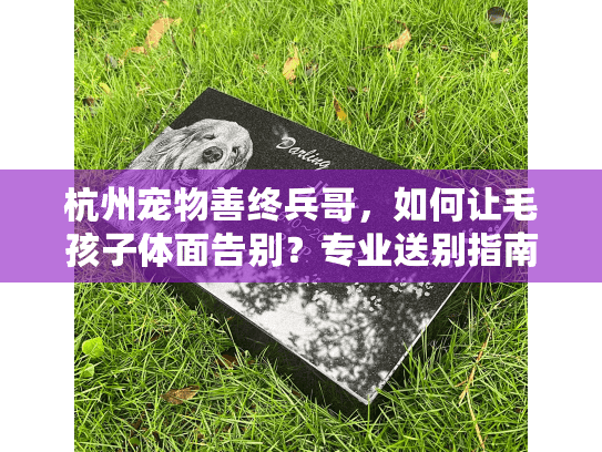 杭州宠物善终兵哥，如何让毛孩子体面告别？专业送别指南