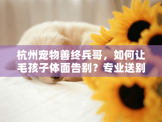 杭州宠物善终兵哥，如何让毛孩子体面告别？专业送别指南