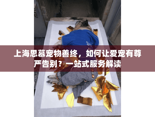 上海思慕宠物善终，如何让爱宠有尊严告别？一站式服务解读