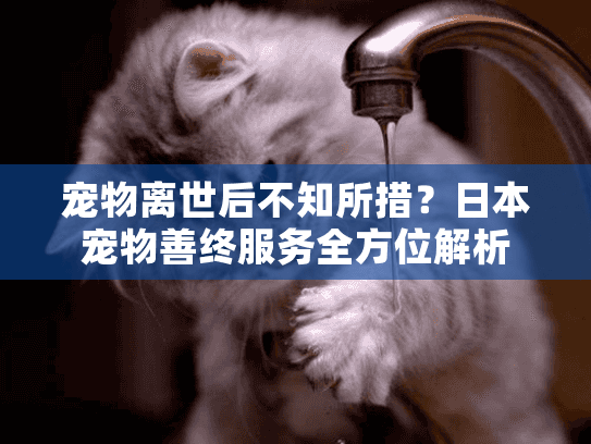 宠物离世后不知所措？日本宠物善终服务全方位解析