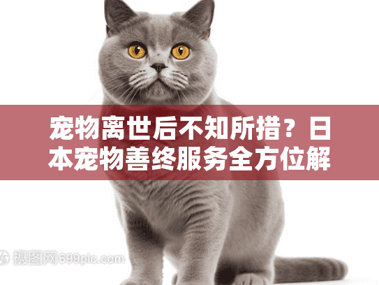 宠物离世后不知所措？日本宠物善终服务全方位解析