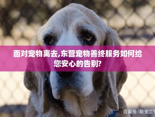面对宠物离去,东营宠物善终服务如何给您安心的告别?