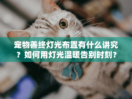 宠物善终灯光布置有什么讲究？如何用灯光温暖告别时刻？