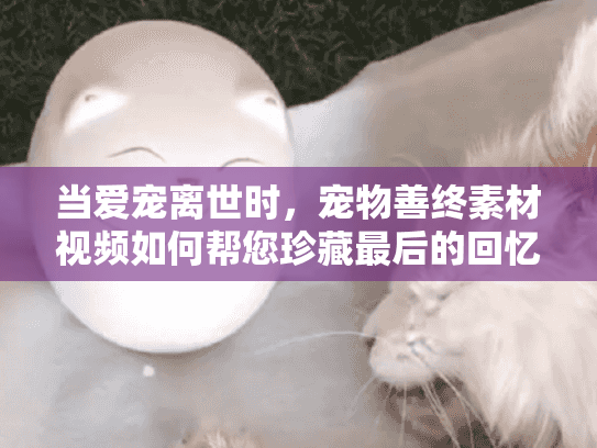 当爱宠离世时，宠物善终素材视频如何帮您珍藏最后的回忆？