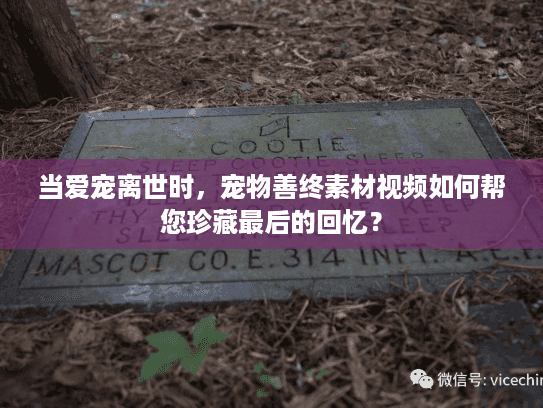 当爱宠离世时，宠物善终素材视频如何帮您珍藏最后的回忆？