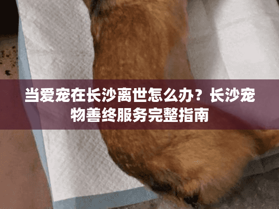 当爱宠在长沙离世怎么办？长沙宠物善终服务完整指南