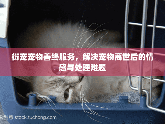 衍宠宠物善终服务，解决宠物离世后的情感与处理难题