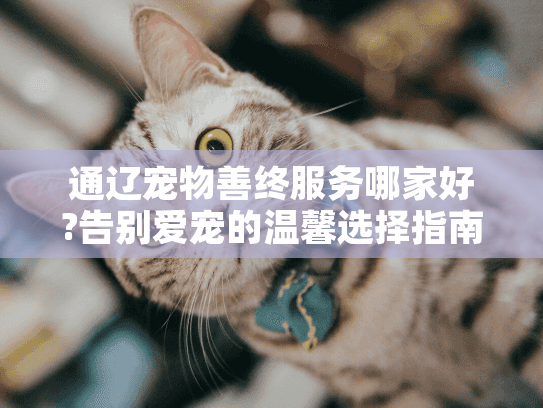 通辽宠物善终服务哪家好?告别爱宠的温馨选择指南
