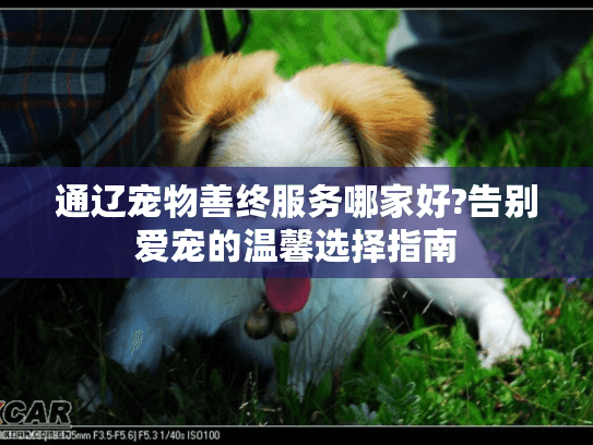 通辽宠物善终服务哪家好?告别爱宠的温馨选择指南