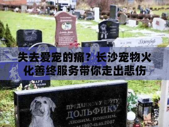失去爱宠的痛？长沙宠物火化善终服务带你走出悲伤