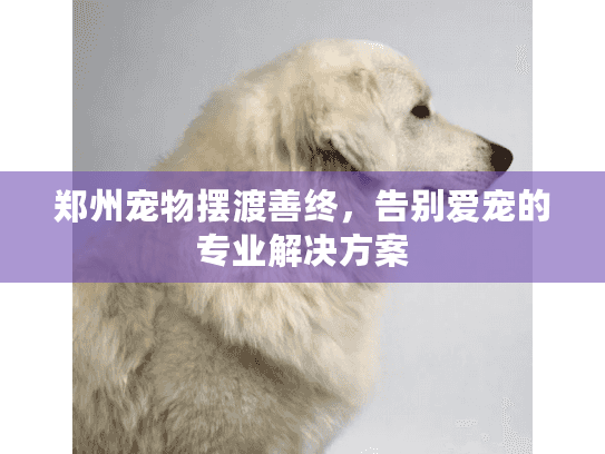 郑州宠物摆渡善终，告别爱宠的专业解决方案