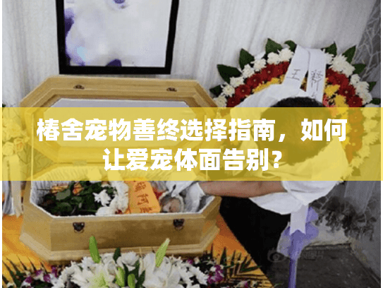 椿舍宠物善终选择指南，如何让爱宠体面告别？
