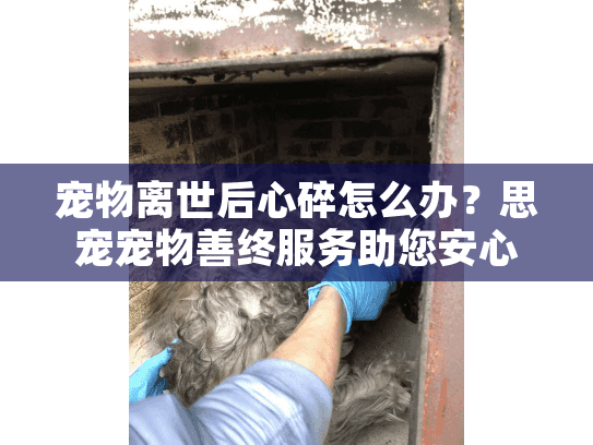 宠物离世后心碎怎么办？思宠宠物善终服务助您安心告别爱宠