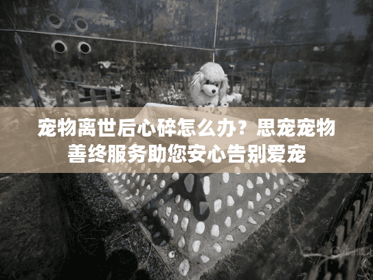 宠物离世后心碎怎么办？思宠宠物善终服务助您安心告别爱宠