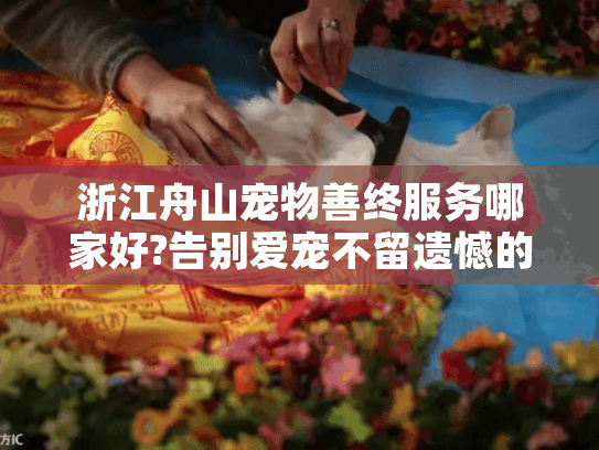 浙江舟山宠物善终服务哪家好?告别爱宠不留遗憾的完整指南
